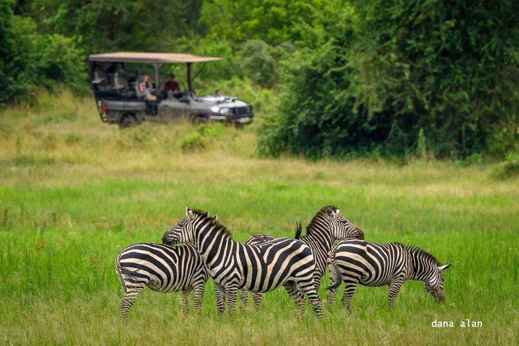 zebra-ruanda